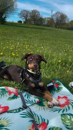 Junger Rüde sucht ein Zuhause - kein Anfängerhund! 