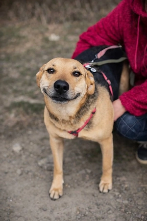Chloe 3 Jahre kastriert liebe Familienhündin 