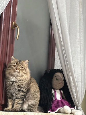 Perserkater sucht liebevolles Zuhause      Bild 2