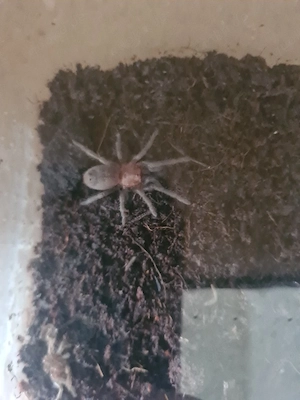 Thrixopelma kimraykawsaki