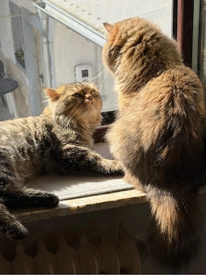 Perserkater sucht liebevolles Zuhause      Bild 4