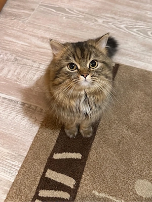 Perserkater sucht liebevolles Zuhause      Bild 3