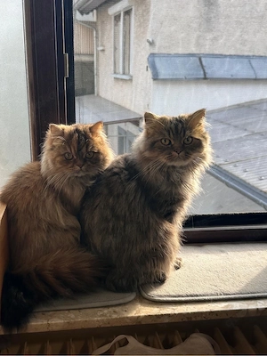 Perserkater sucht liebevolles Zuhause     