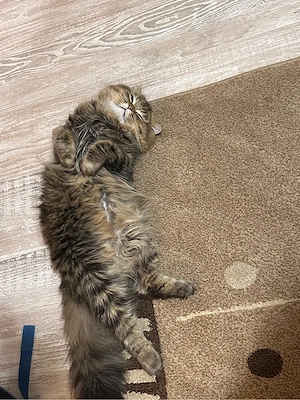Perserkater sucht liebevolles Zuhause      Bild 5