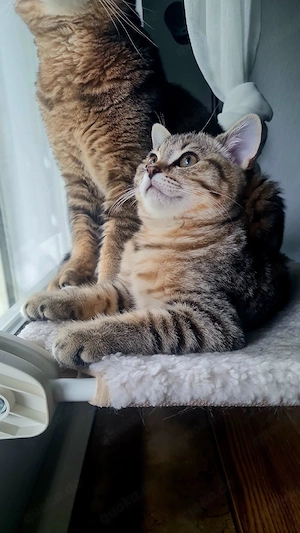 bkh kitten 