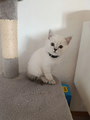 BKH Kätzchen (2 Kater)