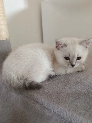 BKH Kätzchen (2 Kater) Bild 3