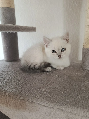 BKH Kätzchen (2 Kater) Bild 4