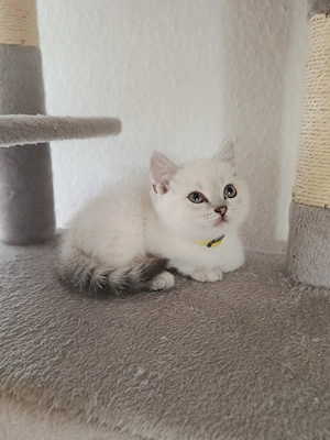 BKH Kätzchen (2 Kater) Bild 5