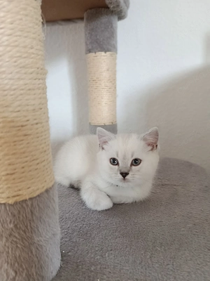 BKH Kätzchen (2 Kater) Bild 2