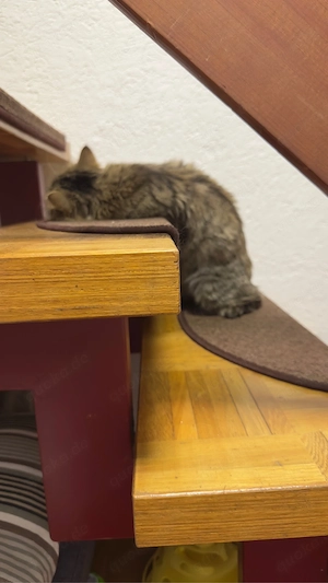 Perserkater sucht liebevolles Zuhause      Bild 9