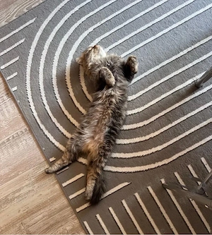 Perserkater sucht liebevolles Zuhause      Bild 6