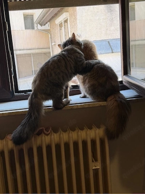 Perserkater sucht liebevolles Zuhause      Bild 7