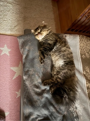 Perserkater sucht liebevolles Zuhause      Bild 8