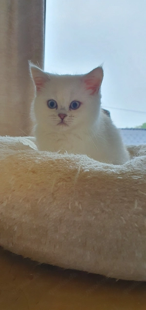 Bkh Kitten mit blauen Augen abgabe bereit. 