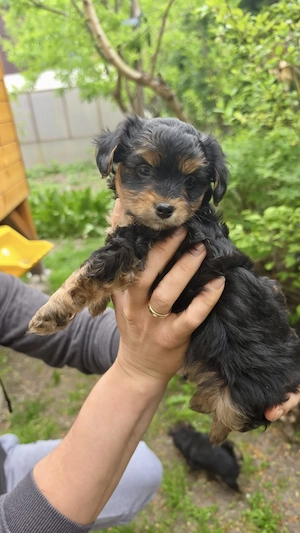 Sehr süsse Maltipoo (Malteser-Pudel) - Yorkshire Terrier Hündinnen Welpen