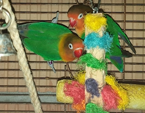 Agaporniden, Lovebirds, Fisherie 
