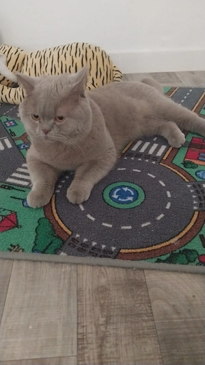 BKH Kater sucht tolles Zuhause 