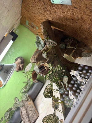 2 Osb Terrarien mit Zubehör und Beleuchtung Bild 5