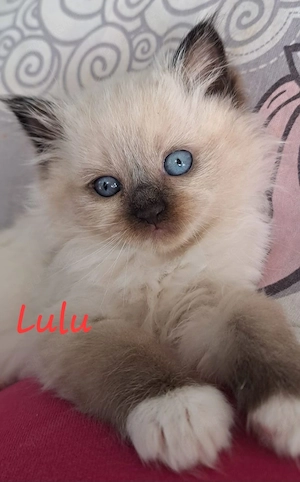 BLH Kitten 