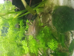 Axolotl Männlein  Zum Verkauf 