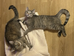 Hauskatzen abzugeben. Mutter und Tochter 