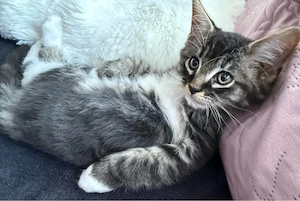Main Coon Kater sucht neues Zuhause