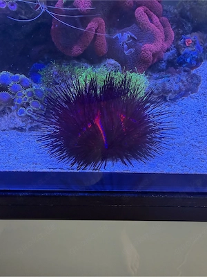 roter diadem seeigel meerwasser 