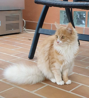 Wunderschönes Mainecoon Mix Mädchen