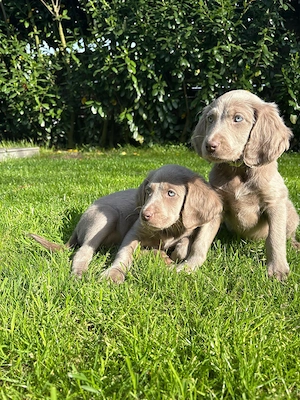 Weimaraner Langhaar Welpen