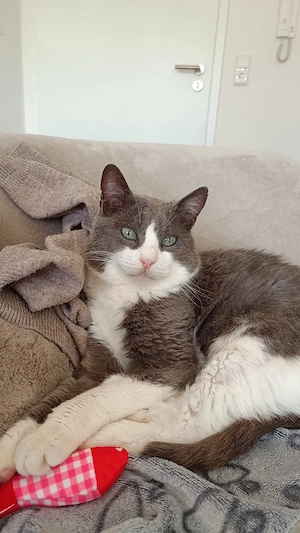 Zuhause gesucht für Gray