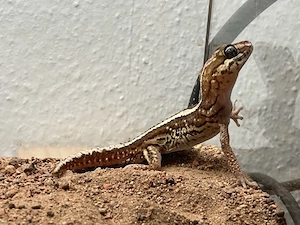1.0 Großkopfgecko Paroedura Picta