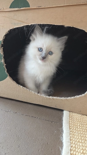 Heilige Birma - Ragdoll Edelmix Kitten
