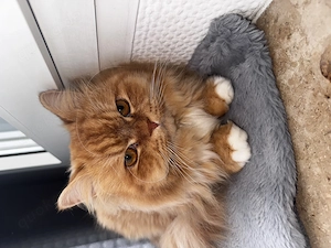 Perser Kater   persischer Kater mit Impfpass 