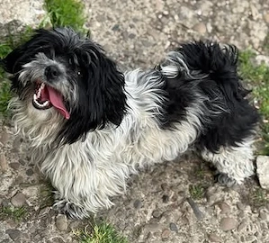 Cookie - dankbare Bichon-Malteser-Mix-Dame - sucht Sicherheit
