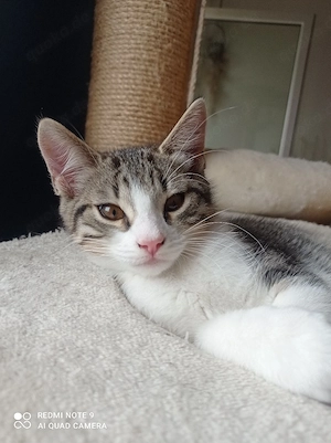 Baby Kater 