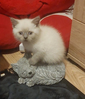 bkh mit blau Augen 