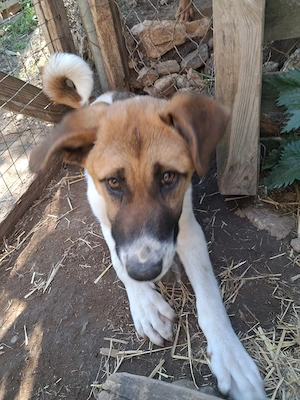 Zuhause oder Pflegestelle gesucht für Micky  Bild 5