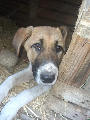 Zuhause oder Pflegestelle gesucht für Micky 