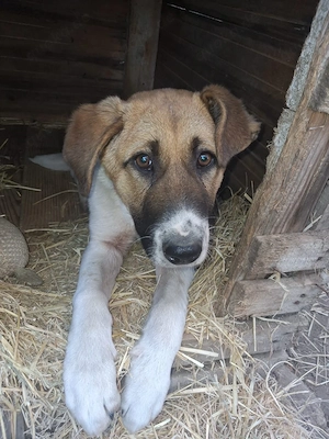 Zuhause oder Pflegestelle gesucht für Micky  Bild 2