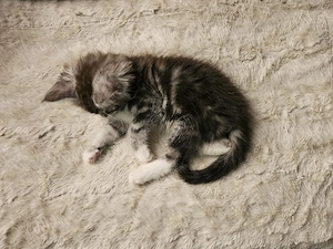 Maine Coon kater kitten  Bild 4