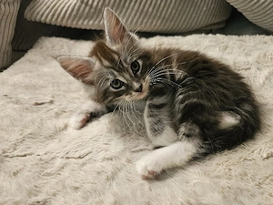 Maine Coon kater kitten  Bild 2