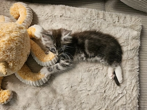 Maine Coon kater kitten  Bild 3