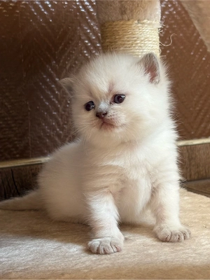bkh kitten Bluepoint und Chocolate