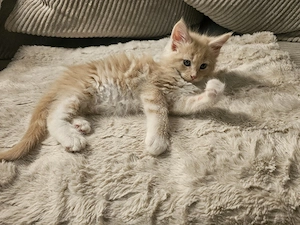 Maine Coon kater kitten 