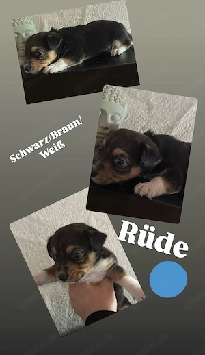 Welpen beagle   Chihuhua 