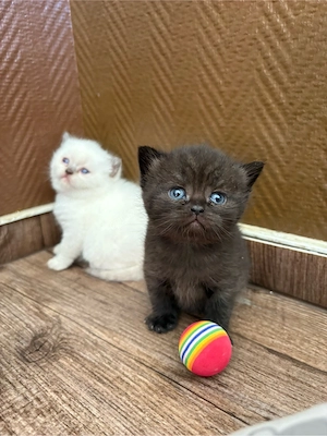 bkh kitten Bluepoint und Chocolate