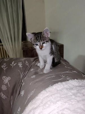Kitten suchen schönes Zuhause  Bild 2