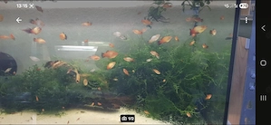 Ich verkaufe Platys mix Farben