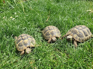 Griechische Landschildkröten 